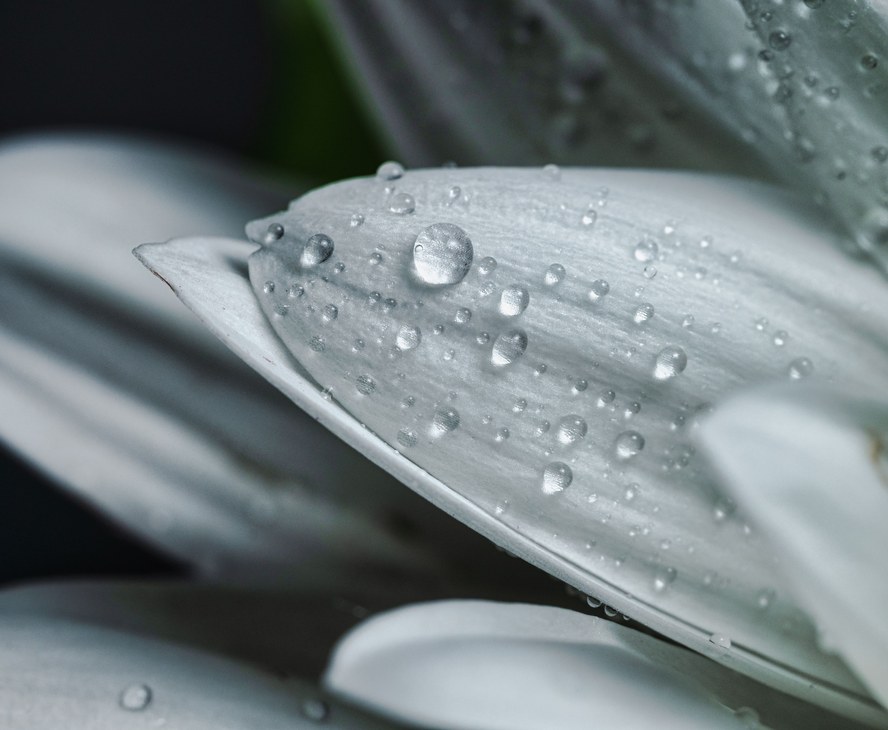Water droplets on leaves